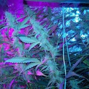 LED grow