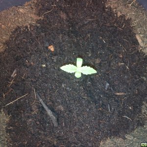 The Doctor seedling