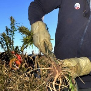 hemp farmer