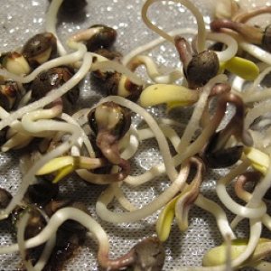 germinated seeds