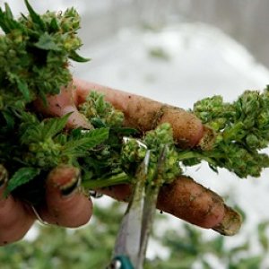 trimming buds