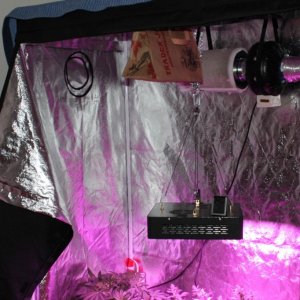 Grow_Tent_Dry