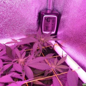 March 2nd Bay 11 Clones Day 14 Bloom