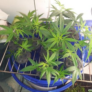 Exodus Cheese clones