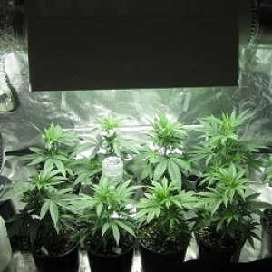 indoor grow