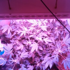 Antics Big Bang LED Grow