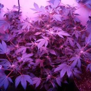 Antics Big Bang LED Grow