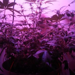 Antics Big Bang LED Grow