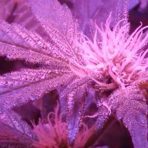 Antics Big Bang LED Grow