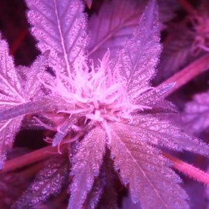 Antics Big Bang LED Grow