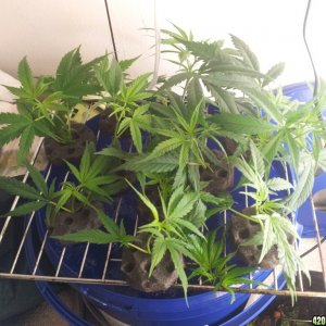 Crazy Crammed Corner - Exodus Cheese clones