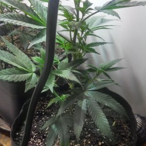 5 strains / 6 plants