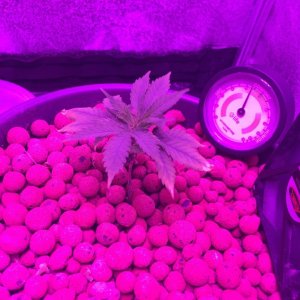 Grow Tent 2015