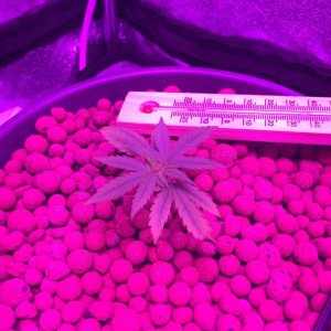 Grow Tent 2015