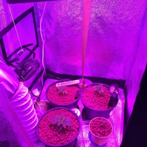 Grow Tent 2015