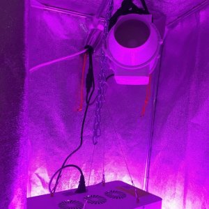 Grow Tent 2015