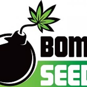 bomb seeds hp