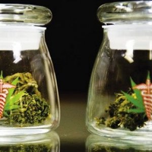 buds in jars