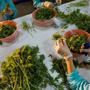 trimming buds