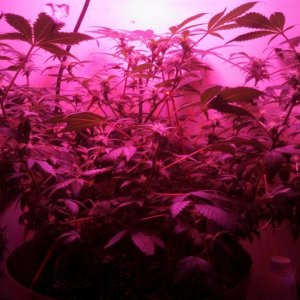 Antics Big Bang LED Grow