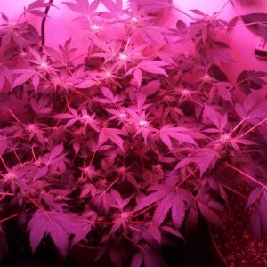 Antics Big Bang LED Grow