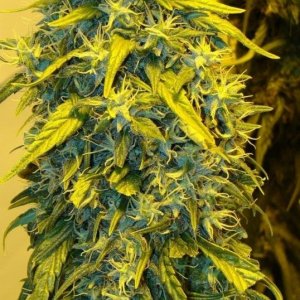 Blue Mystic clone