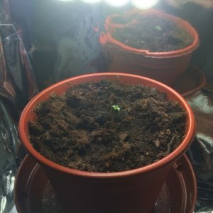 Grow Progress