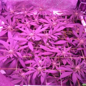 March 5th Bay 11 Clones