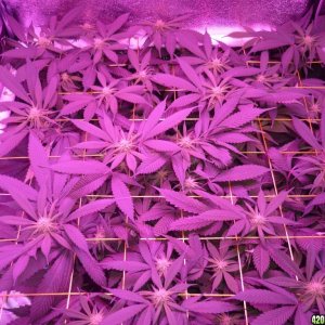 March 5th Bay 11 Clones