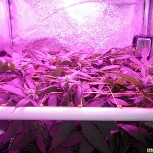 March 5th Bay 11 Clones