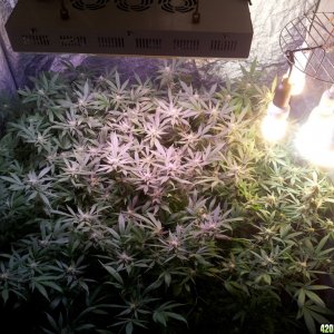 Big tent 4th week flowering Exodus Cheese