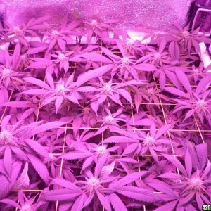 March 7th Bay 11 Clones