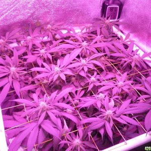 March 7th Bay 11 Clones