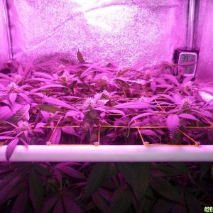 March 7th Bay 11 Clones