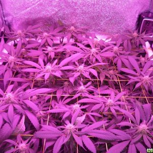 March 7th Bay 11 Clones