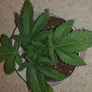 plant issue