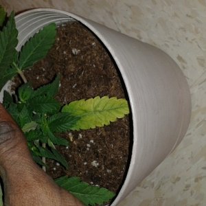 plant issue