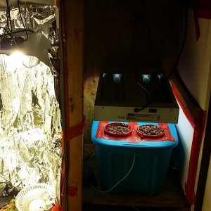 cabinet with veg chamber