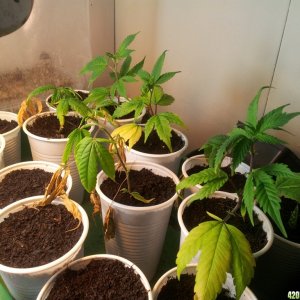 Exodus Cheese clones in soil