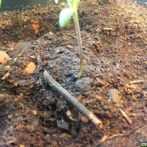 The Doctor seedling, look at the stem :)