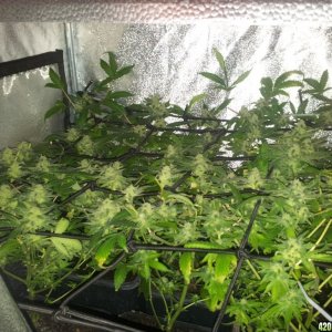 Exodus Cheese small tent, about ready to harvest :)