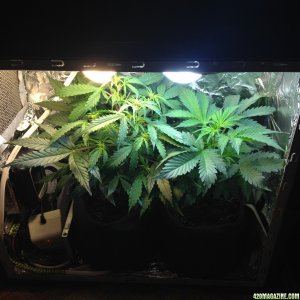 pc grow 01