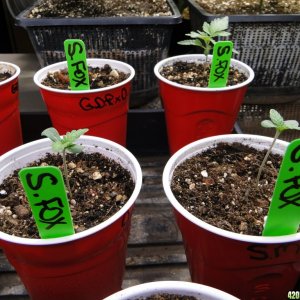 Silver Fox and Jilly Bean Seedlings