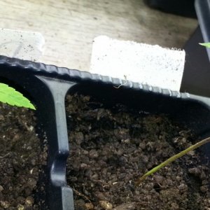 seedlings and clones