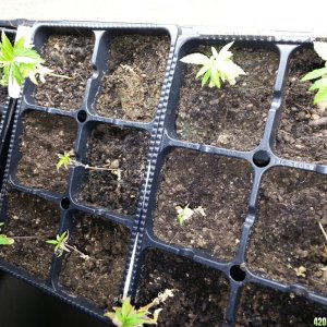 seedlings and clones