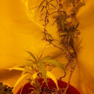 seedlings and clones