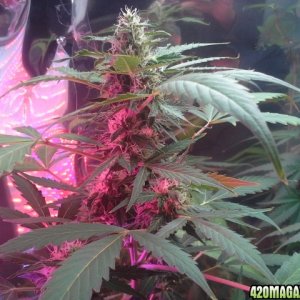 dynafem auto sour diesel