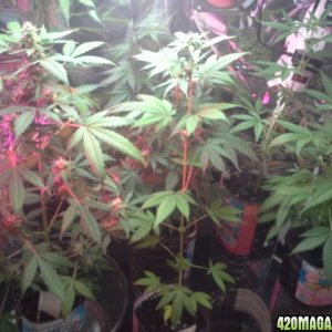 dynafem auto sour diesel