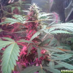 dynafem auto sour diesel