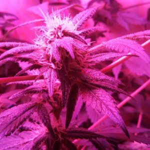 Antics Big Bang LED Grow